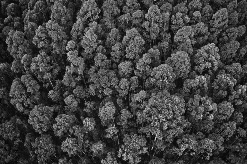 Veduta aerea di una fitta foresta con alberi ad alto fusto, catturata in bianco e nero, che mette in risalto una fitta chioma di alberi frondosi: una visione ispiratrice di sostenibilità strettamente unita.
